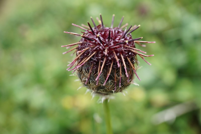Centaurea kotschyana photo 8