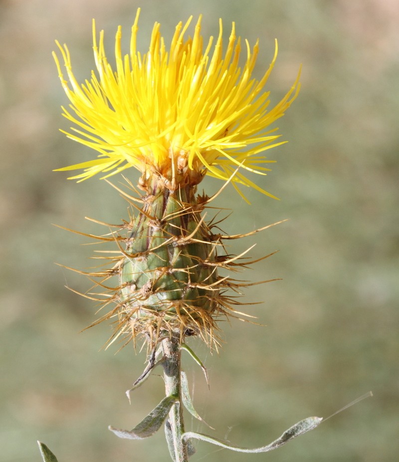 Centaurea kotschyi
