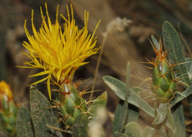 Centaurea kotschyi photo 2