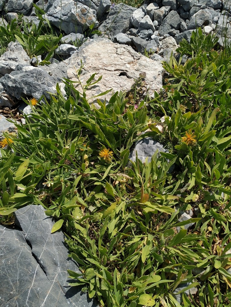 Centaurea kotschyi photo 3
