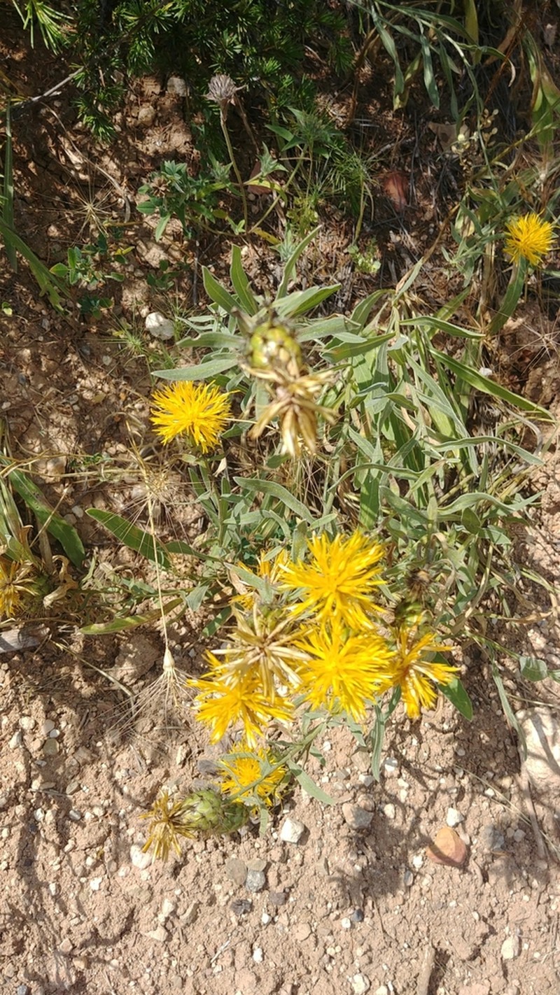 Centaurea kotschyi photo 4