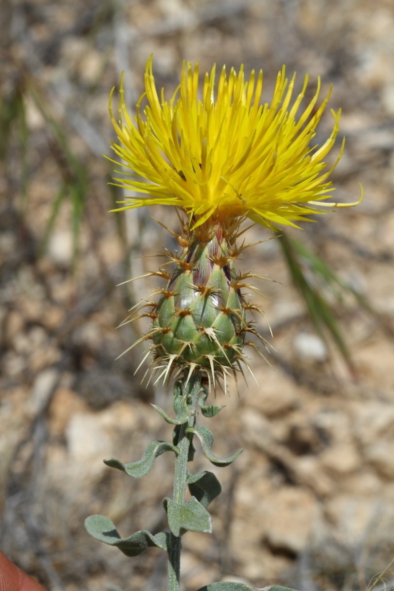 Centaurea kotschyi photo 7