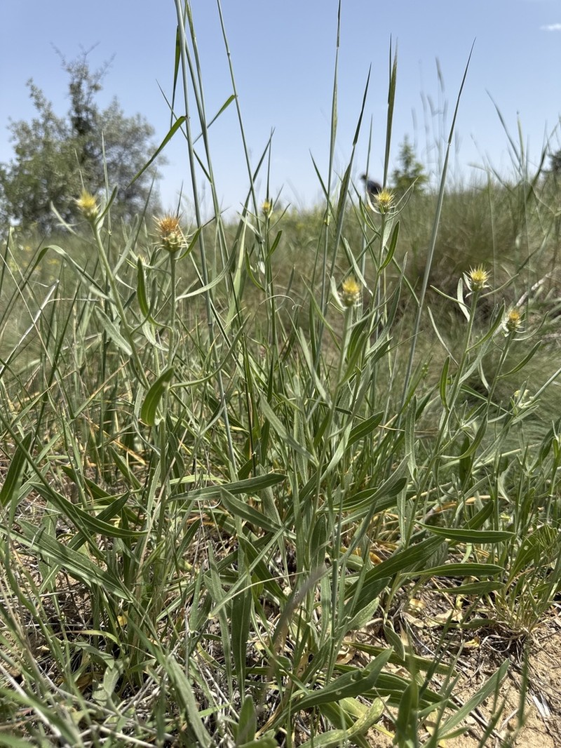 Centaurea kotschyi photo 8