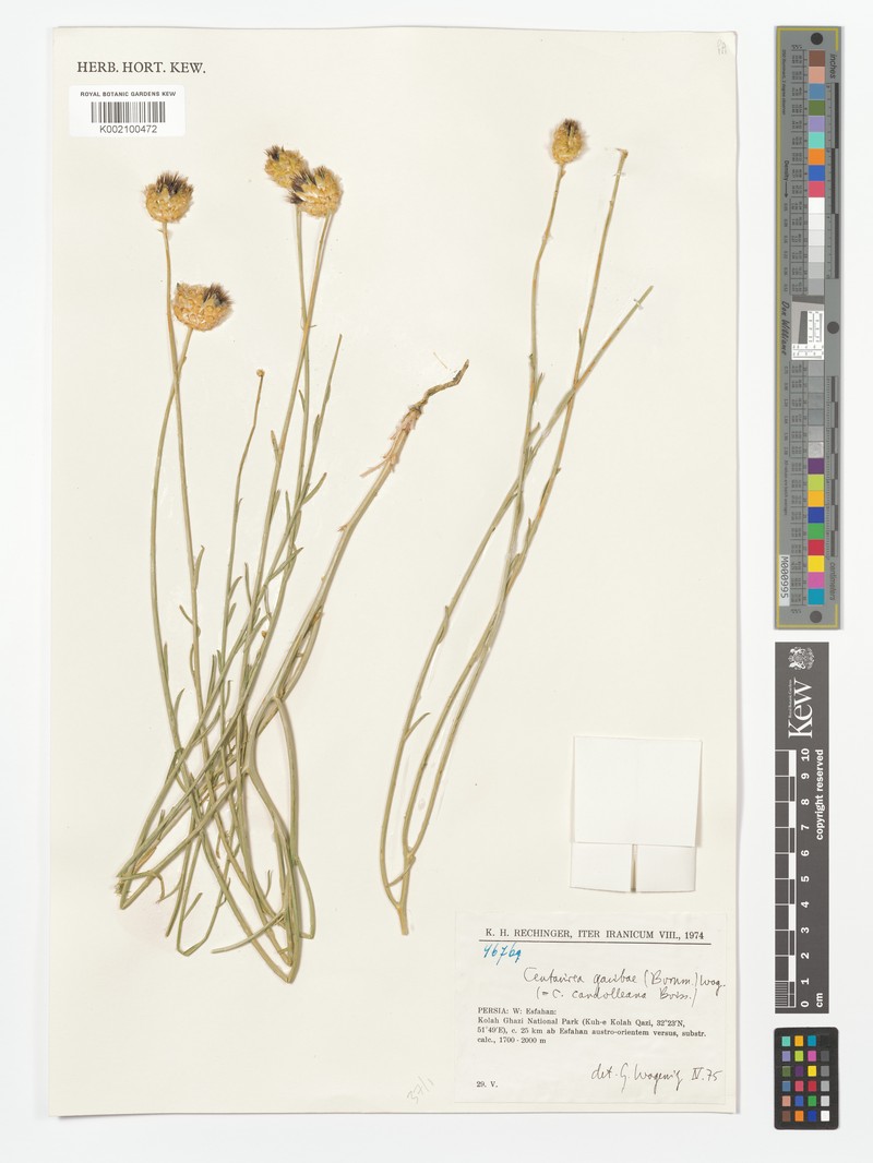 Centaurea kotschyi subsp. persica