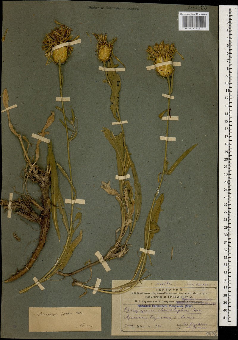 Centaurea kotschyi subsp. persica photo 2
