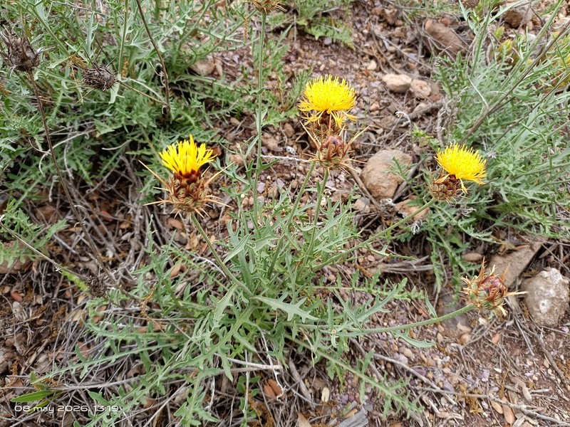 Centaurea kunkelii