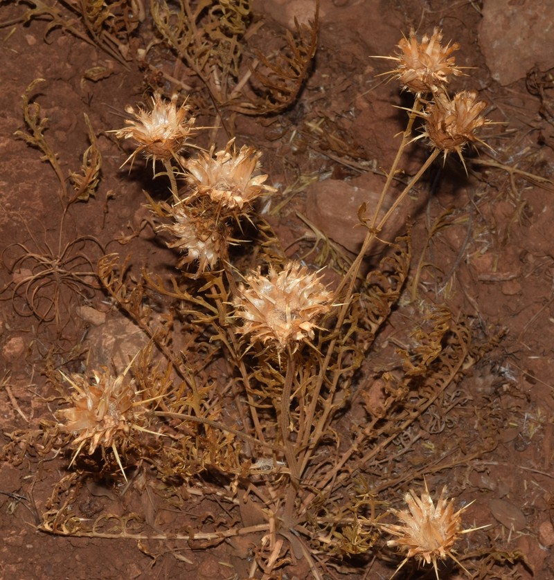 Centaurea kunkelii photo 2