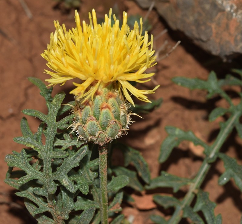 Centaurea kunkelii photo 3