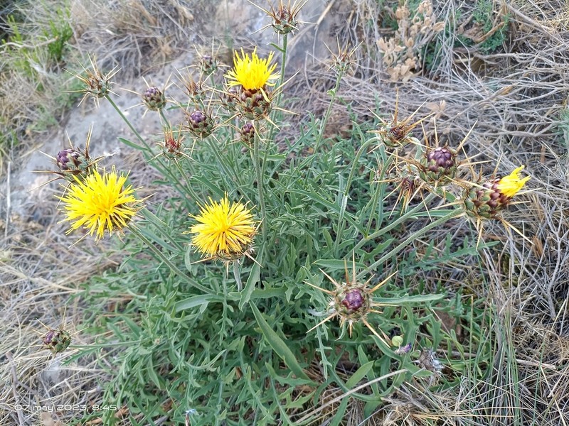 Centaurea kunkelii photo 4