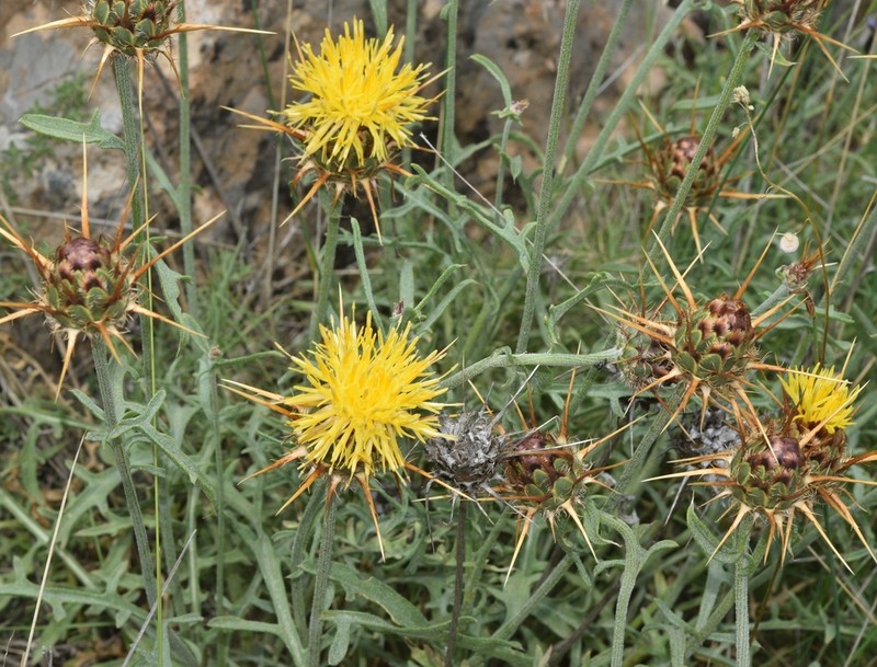Centaurea kunkelii photo 5