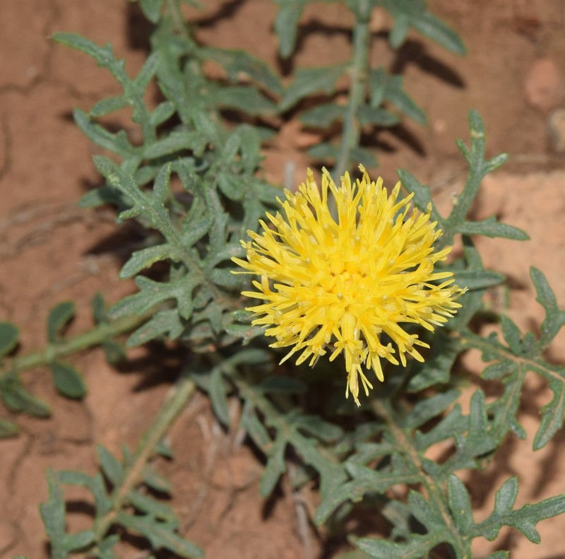 Centaurea kunkelii photo 6