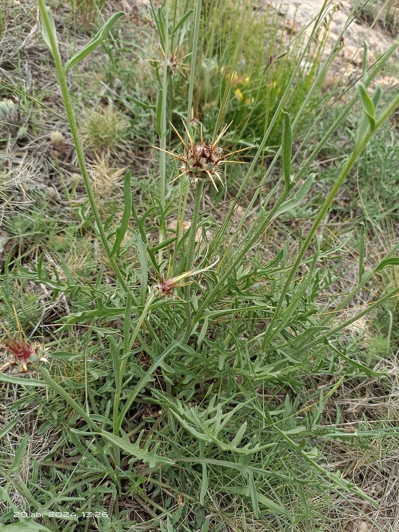 Centaurea kunkelii photo 7