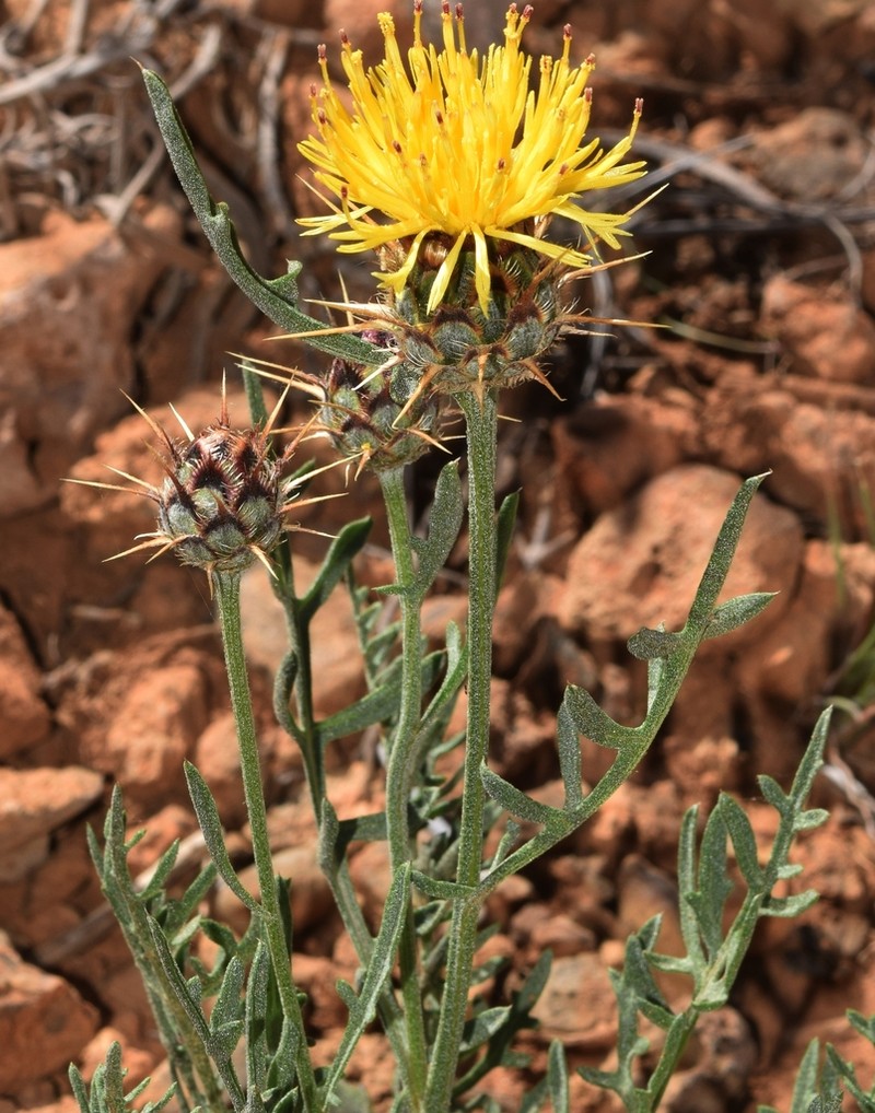 Centaurea kunkelii photo 8
