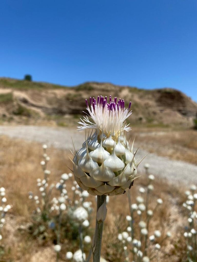Centaurea kurdica photo 2