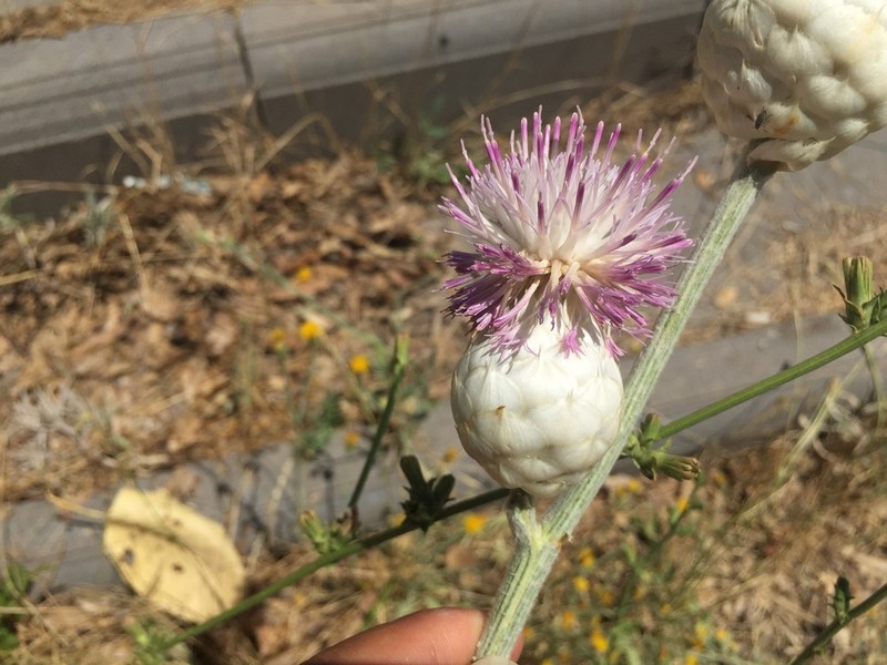 Centaurea kurdica photo 3