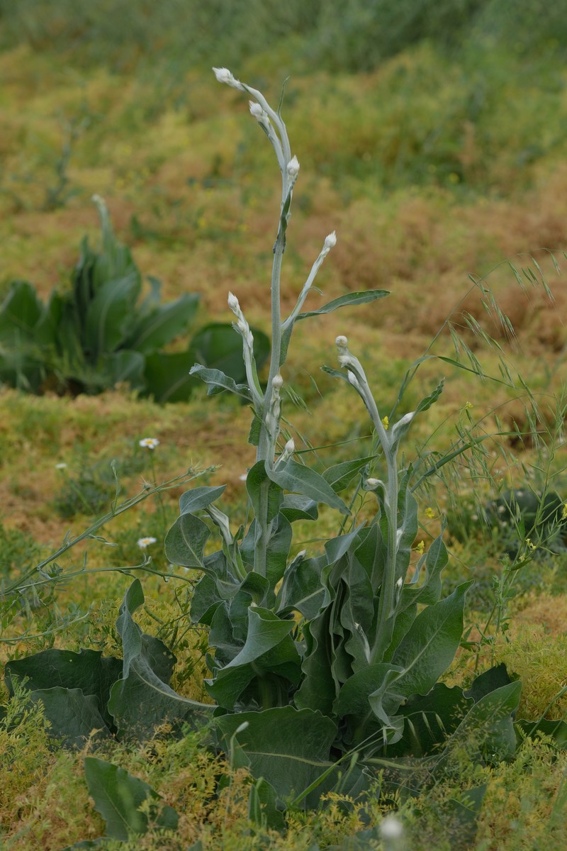 Centaurea kurdica