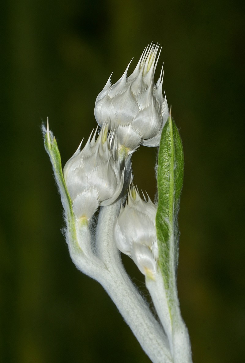 Centaurea kurdica photo 5