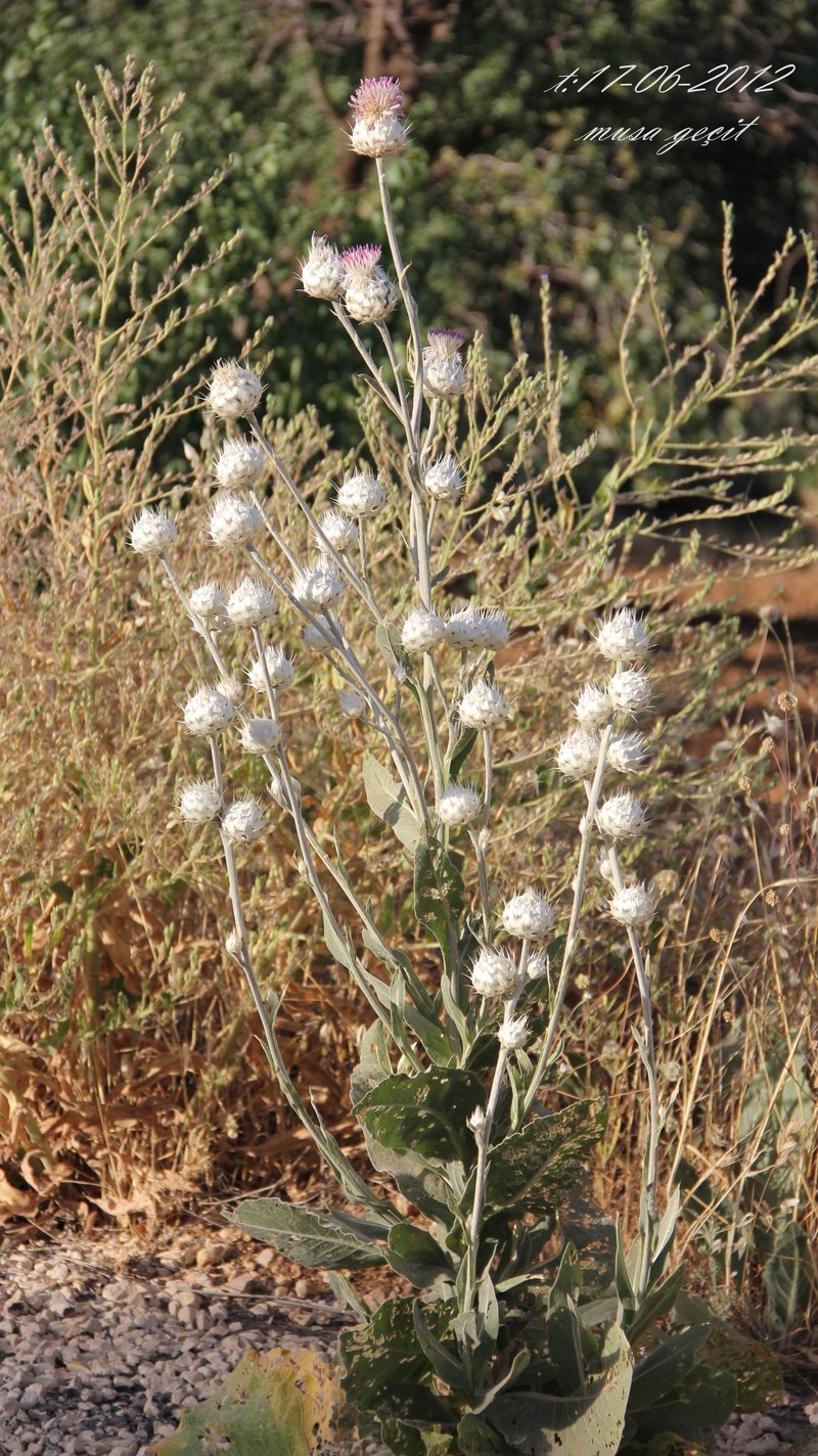 Centaurea kurdica photo 6