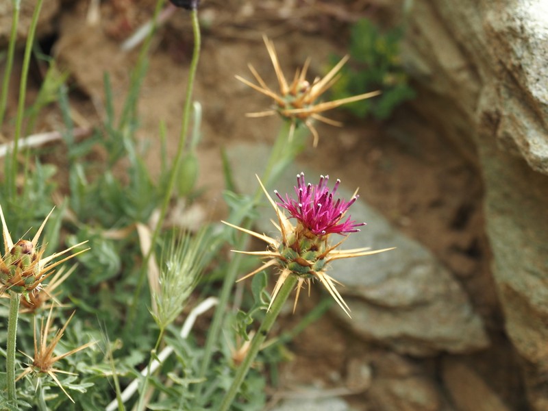 Centaurea laconica