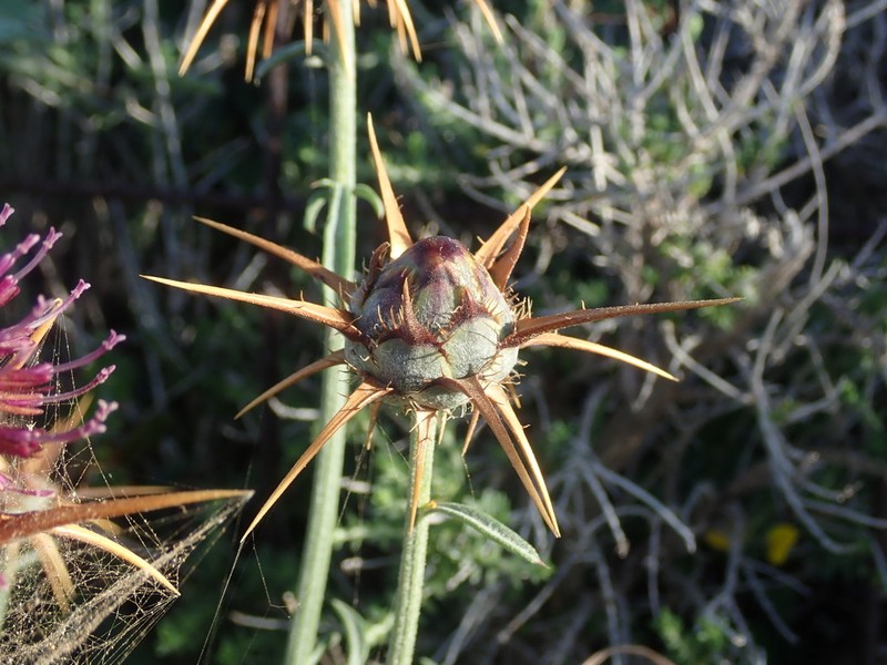 Centaurea laconica photo 3