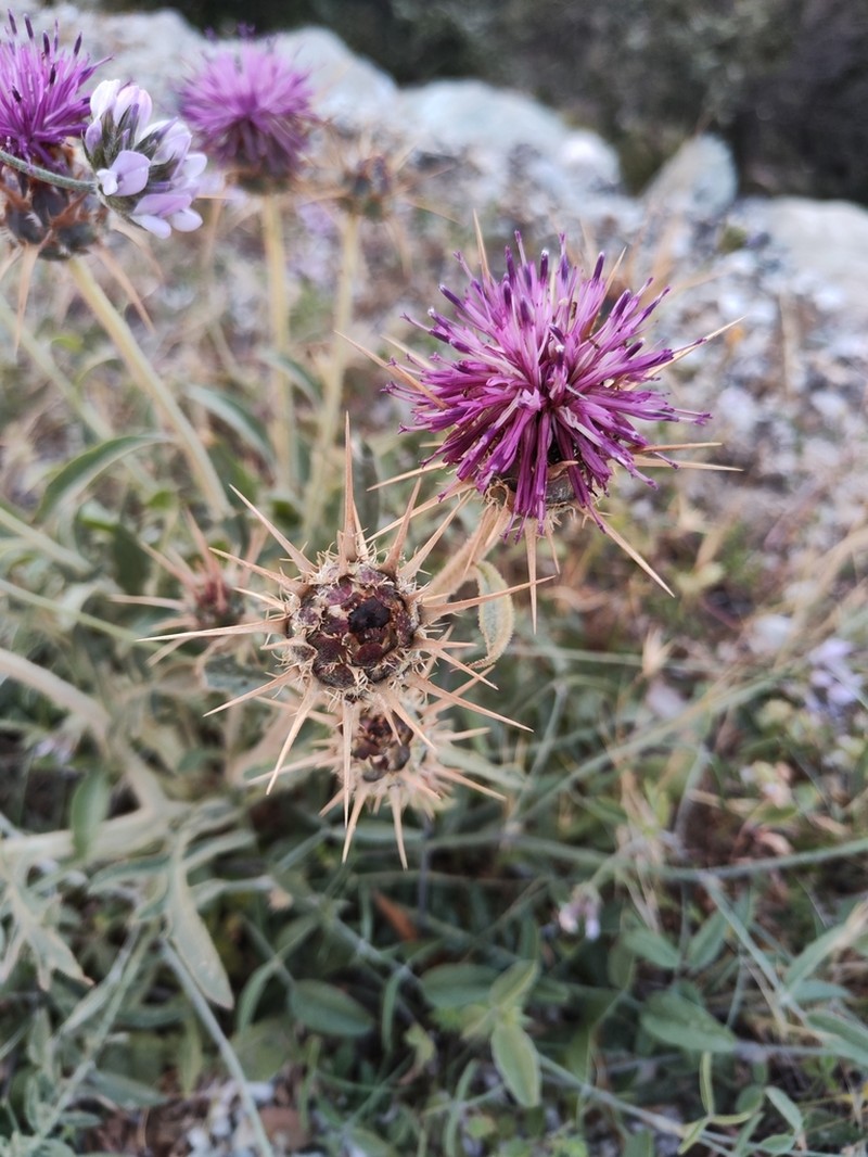 Centaurea laconica photo 5
