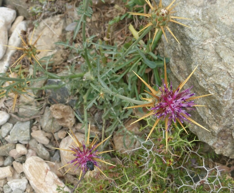 Centaurea laconica photo 6