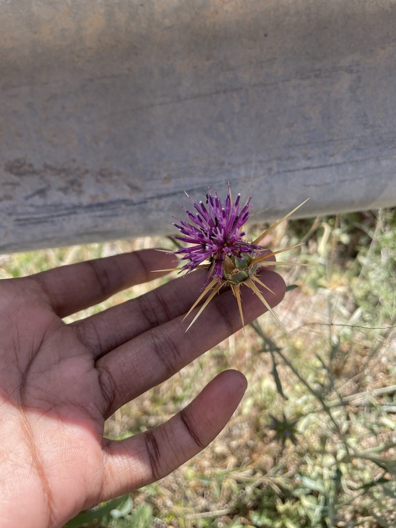 Centaurea laconica photo 7