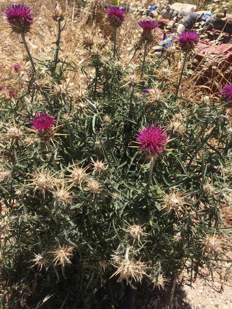 Centaurea laconica photo 8