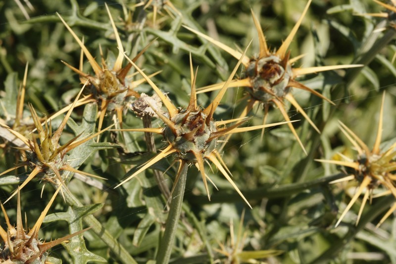 Centaurea laconica subsp. lineariloba