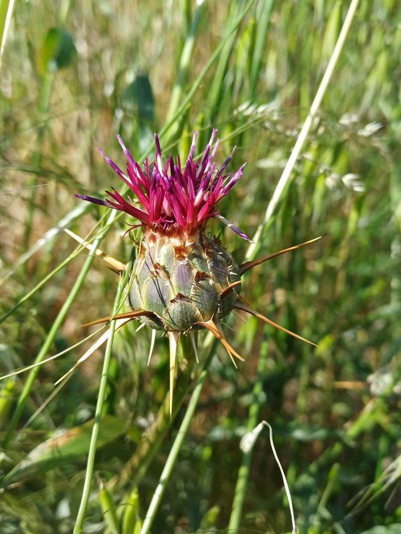 Centaurea laconica subsp. lineariloba photo 2