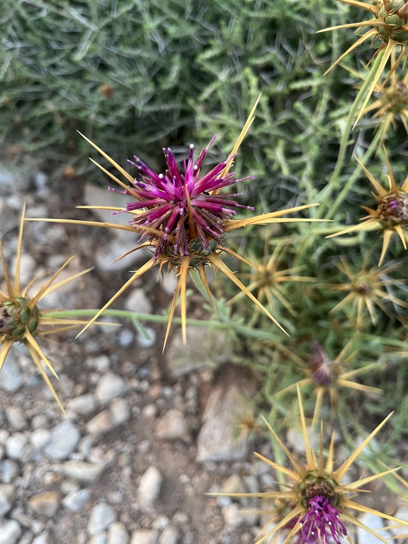 Centaurea laconica subsp. lineariloba photo 3