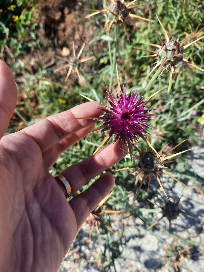 Centaurea laconica subsp. lineariloba photo 4