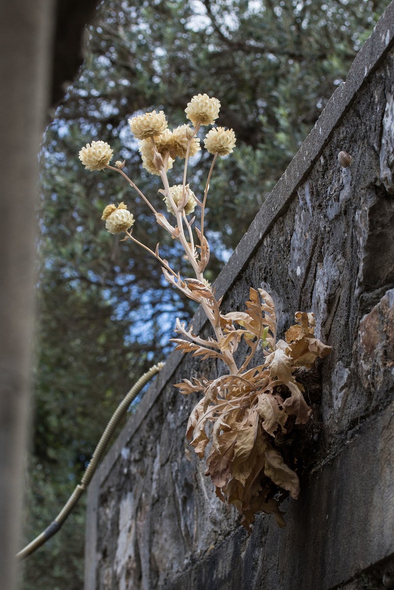 Centaurea lactucifolia