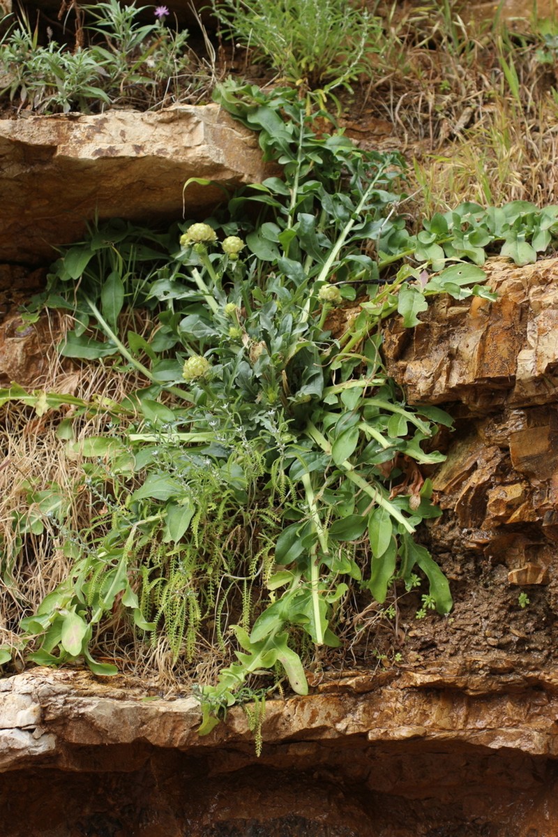 Centaurea lactucifolia photo 2