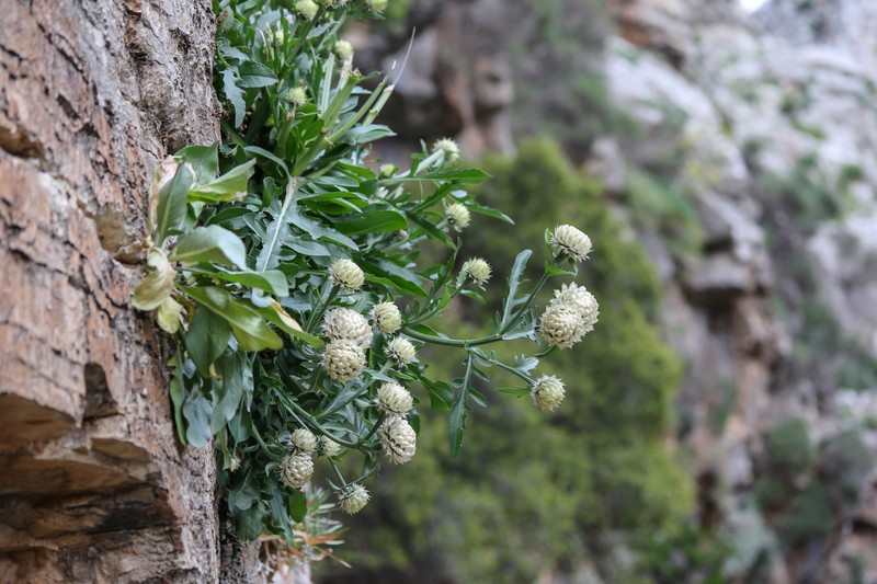 Centaurea lactucifolia photo 3