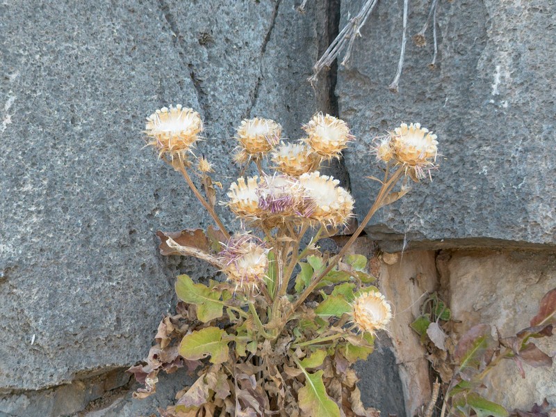 Centaurea lactucifolia photo 4