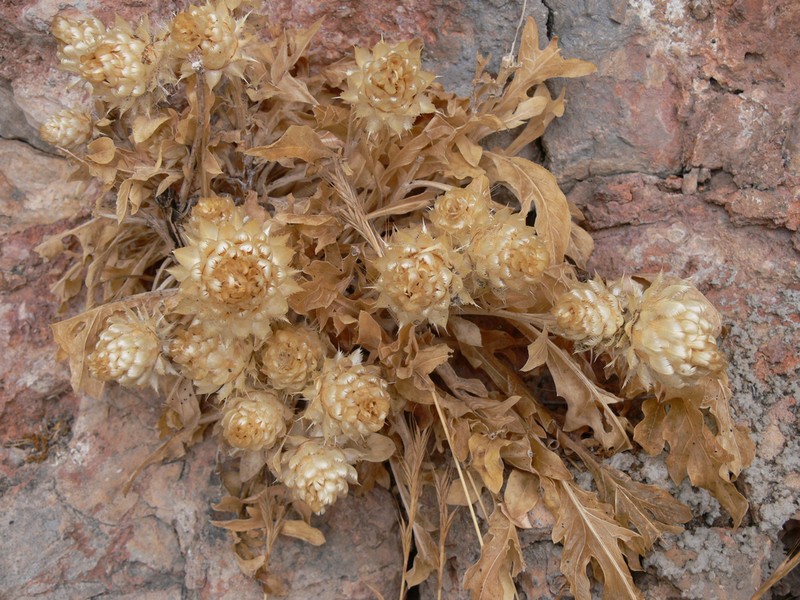 Centaurea lactucifolia photo 5