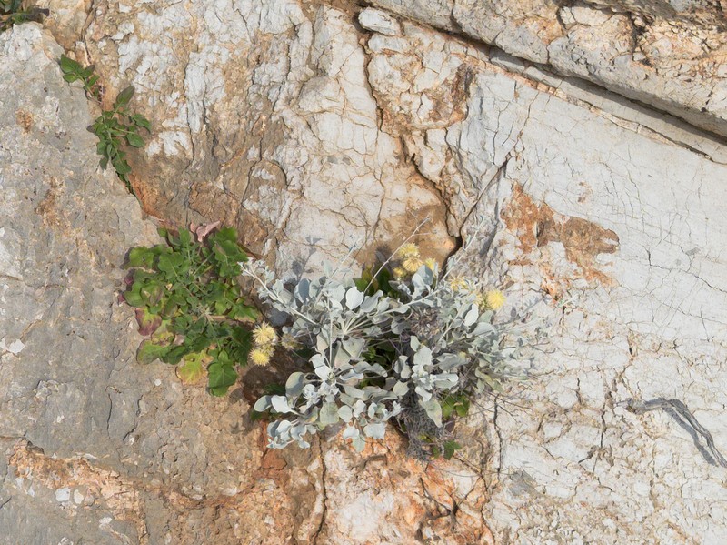 Centaurea lactucifolia photo 7