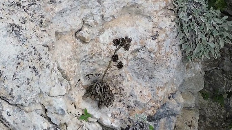 Centaurea lactucifolia photo 8