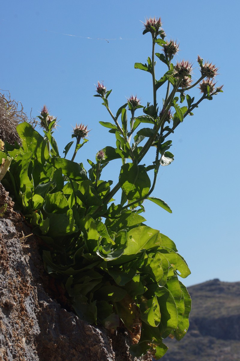 Centaurea lactucifolia var. halkensis photo 2