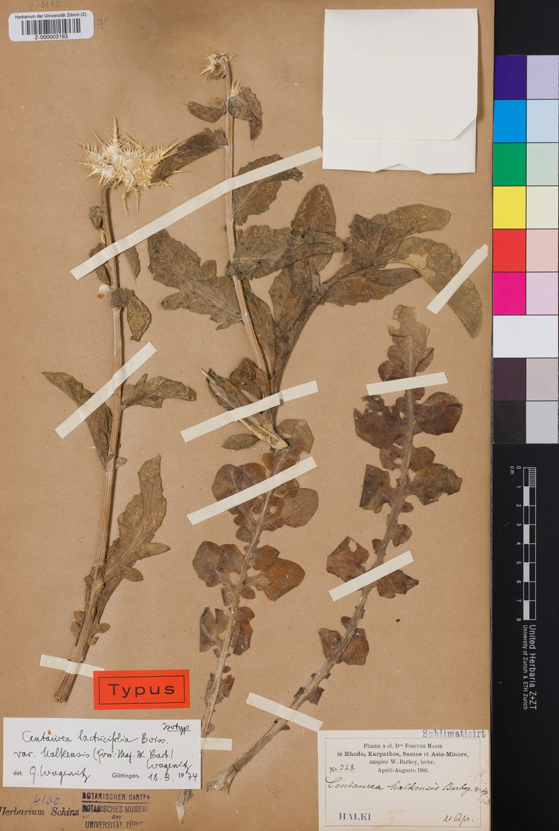 Centaurea lactucifolia var. halkensis photo 3
