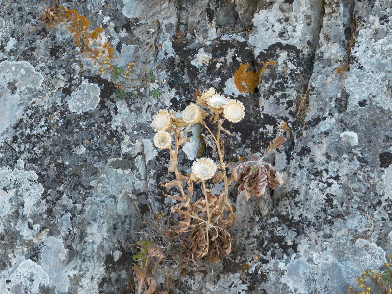 Centaurea lactucifolia var. lactucifolia