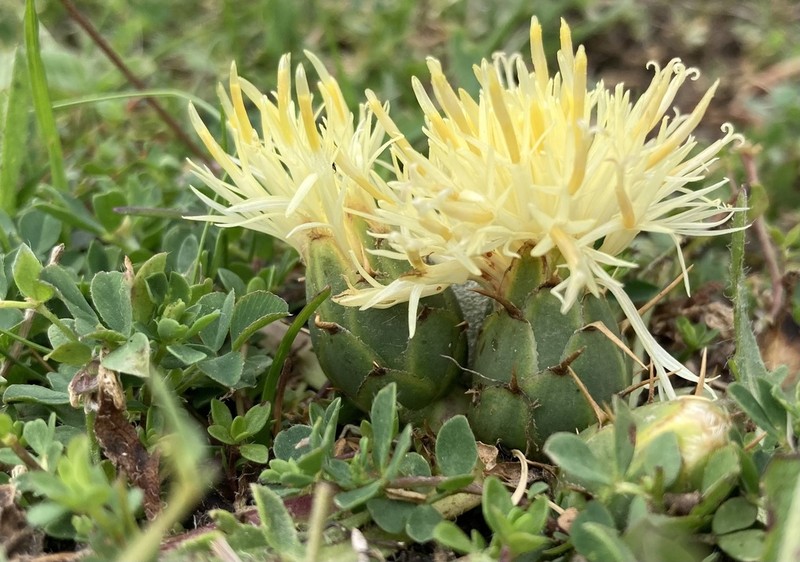 Centaurea lagascana