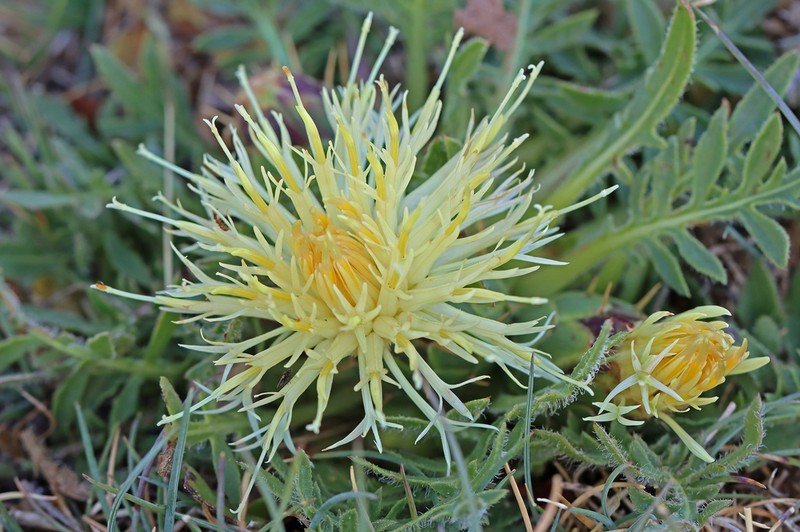 Centaurea lagascana photo 2