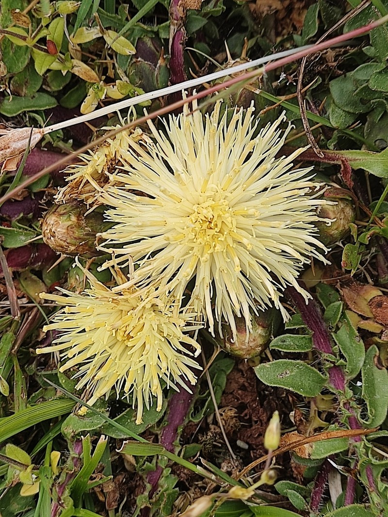 Centaurea lagascana photo 3