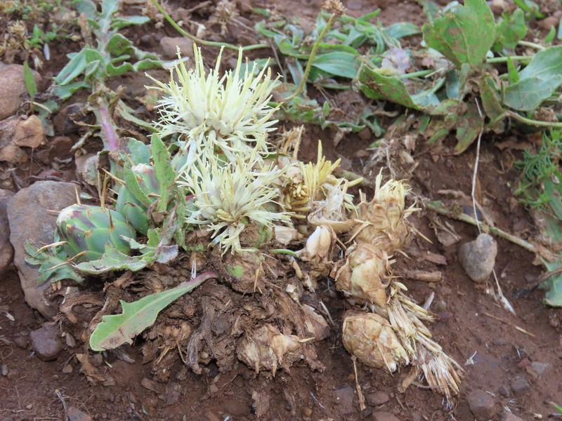 Centaurea lagascana photo 4