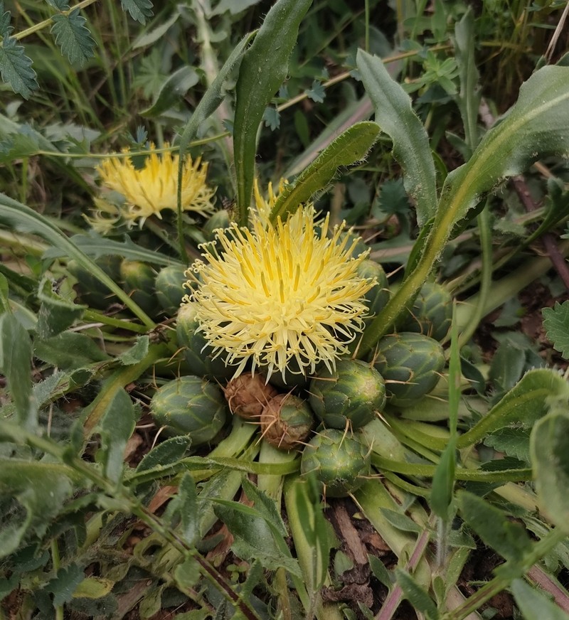 Centaurea lagascana photo 5