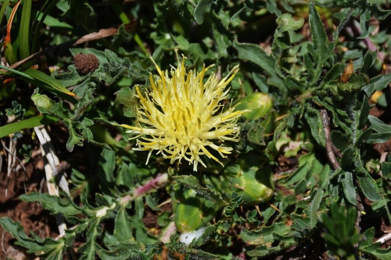 Centaurea lagascana photo 6