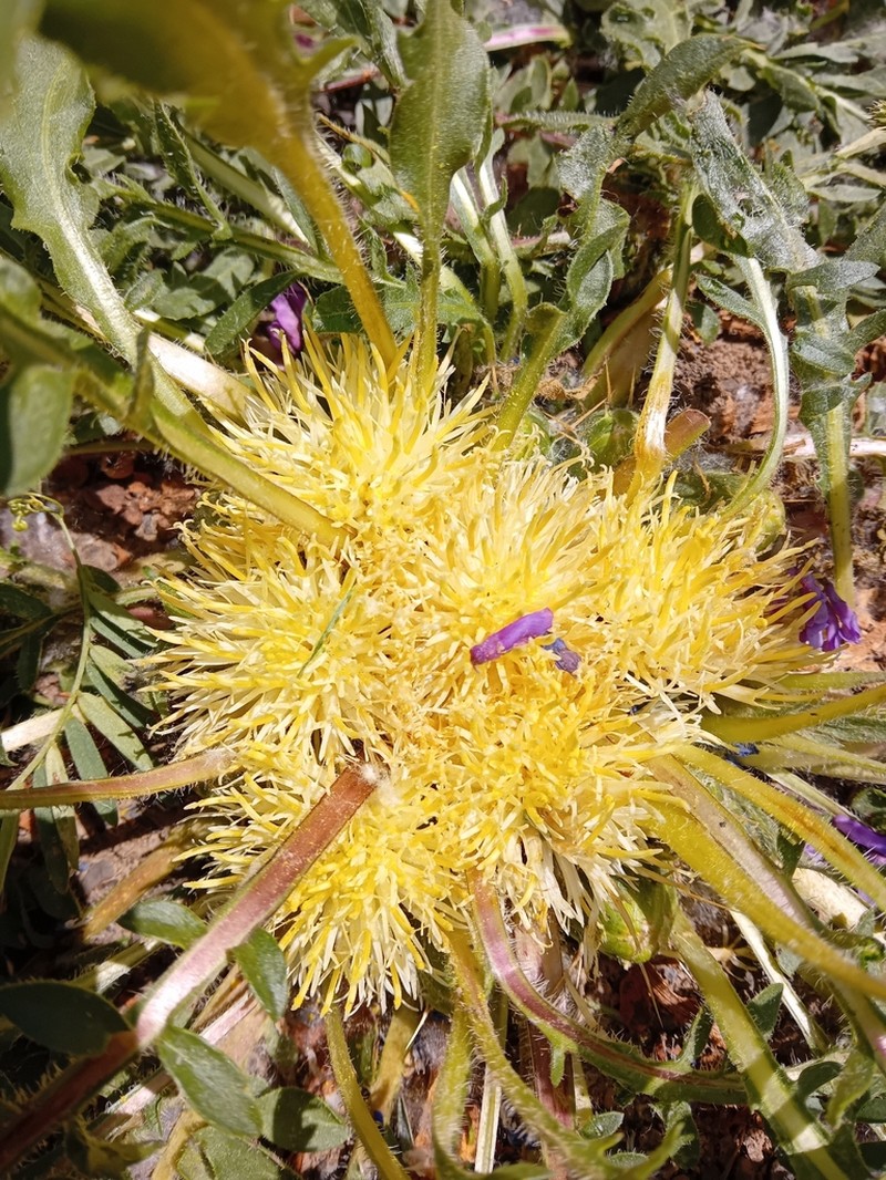 Centaurea lagascana photo 7