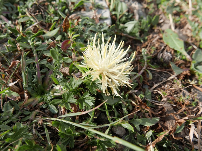 Centaurea lagascana photo 8